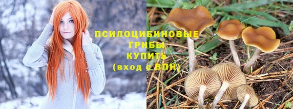 прущие грибы Алексин